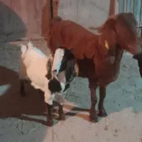 فروش بزوبزغاله|حیوانات مزرعه|شاهرود, |دیوار