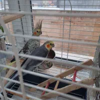 عروس هلندی بالغ و مولد