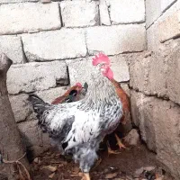 خروس نژاد دار