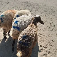 ۴راس بره نر|حیوانات مزرعه|جیرفت, |دیوار