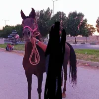 مادیون خالص