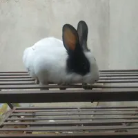 فروش‌خرگوش