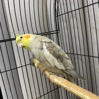 عروس هلندی جفت|پرنده|رشت, کوی مهر|دیوار