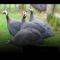 مرغ شاخدار رزن