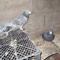 پلاکی نر معاوضه با زاغ ملقی|پرنده|فهرج, |دیوار