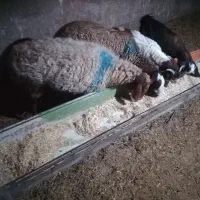 میش|حیوانات مزرعه|شامکان, |دیوار