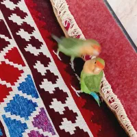 پرنده|پرنده|کازرون, |دیوار