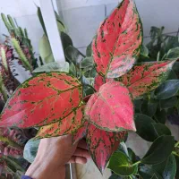 گل آپارتمانی با قیمت مناسب|گل و گیاه طبیعی|بیرجند, |دیوار