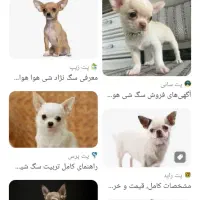 سگ نرشیواوا نردمادمالینیوز|سگ|دزفول, |دیوار