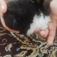 بچه خرگوش ها|موش و خرگوش|برازجان, |دیوار