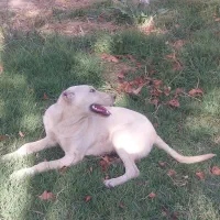 ماده سرابی|سگ|خوی, |دیوار