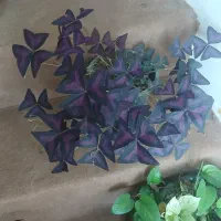 انواع گل طبیعی