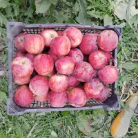 سیب درختی قرمزخوش رنگ به فروش میرسد