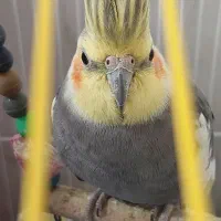 فروش عروس هلندی|پرنده|رزن, |دیوار