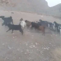 فروش کهره ماده چاق سفت|حیوانات مزرعه|ارسنجان, |دیوار