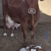 فروش شیرتازه گاو از گاوداری صنعتی