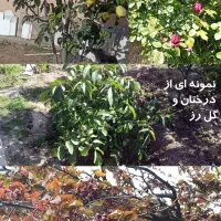 ویلای نوساز 346 متری در باغ 601 متری