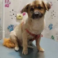 واگذاری رایگان|سگ|کرج, حیدرآباد|دیوار