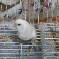 طوطی کوتوله