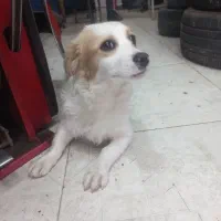 سگ نر پاکوتاه نژاد دار