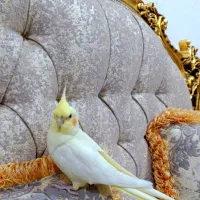 عروس هلندی دستی