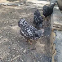 ست نیمچه ویاندوت