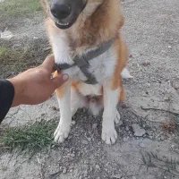 سگ پاکوتا|سگ|آزادشهر, |دیوار