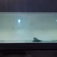 شیشه اکواریوم همراه با پمپ|ماهی|رشت, استقامت ۱|دیوار