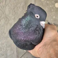 کفتر|پرنده|خرم بید, |دیوار