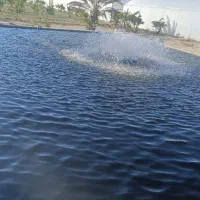 فروش مای قزل زنده سر استخر