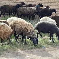 میش|حیوانات مزرعه|قم, بکایی|دیوار