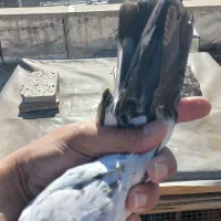 کبوتر پرشی|پرنده|سنندج, |دیوار