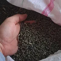 بذر بامیه قلعه شاهین پا کوتا