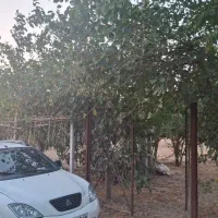 زمین-چسبیده-به-بافت