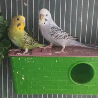 چهار جفت مرغ عشق مولد با تخم