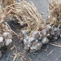 سیر