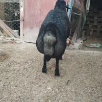 قوچ افشار سند 2 سال