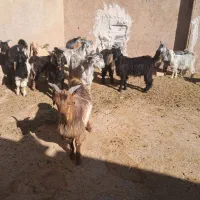 کهره نر پروار ریز