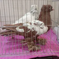 کبوترآس درجه یک|پرنده|فردیس, شهرک شهید حسینی|دیوار