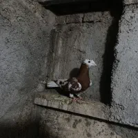 کارل|پرنده|نگین شهر, |دیوار