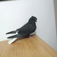 دم سفید نر|پرنده|شیراز, شهرک قمشه|دیوار