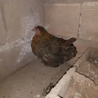 مرغ جوان به شرط سابقه کرچ