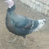 پرنده|پرنده|عطاملک, |دیوار