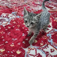 گربه خونگی