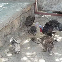بوقلمون