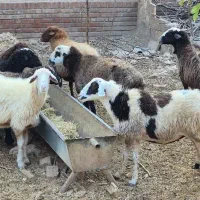 پیر میش پرواری|حیوانات مزرعه|مهدی شهر, |دیوار