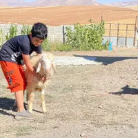 اجاره دامداری