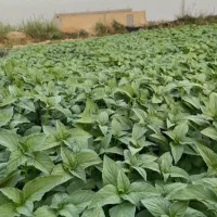 سبزی رامهرمز
