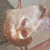 کله پاچه پاک شده .ایلام. به صورت عمده. ارسال داریم|خوردنی و آشامیدنی|ایلام, |دیوار