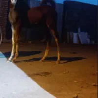 کره نریان کره ای ازسهیل حیدر